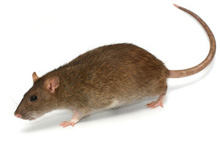 Potkan obecný (Rattus Norvegicus)